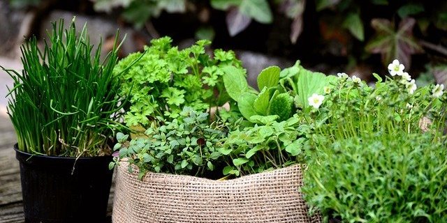 Allerlei aus dem Kräutergarten