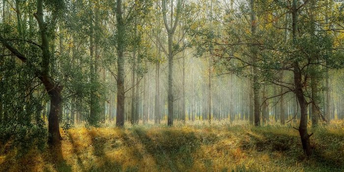 Stadt, Land, Wald